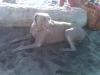 IMG00148-20101114-1507 (Large)